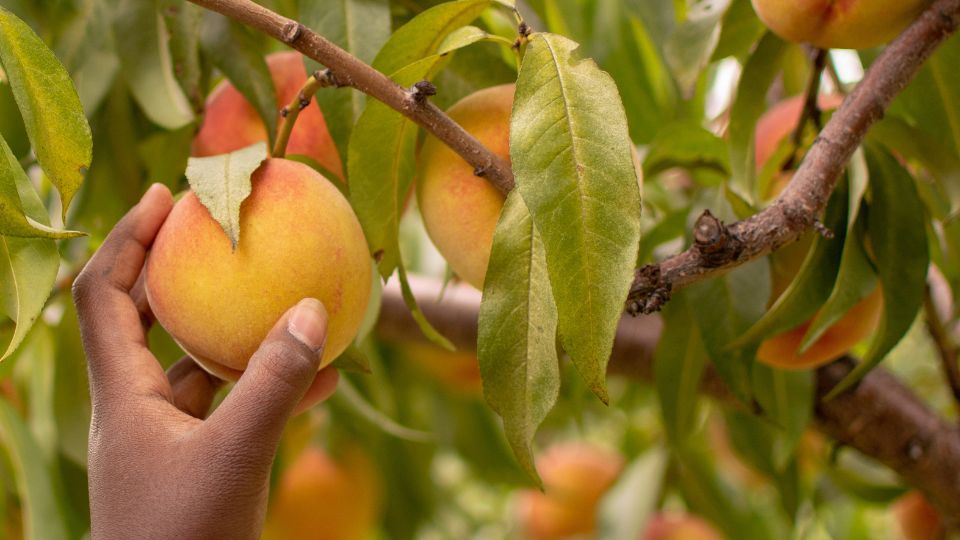 a hand picking peaches