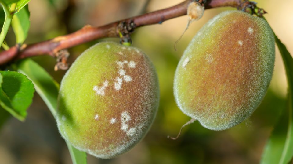 diseased peaches