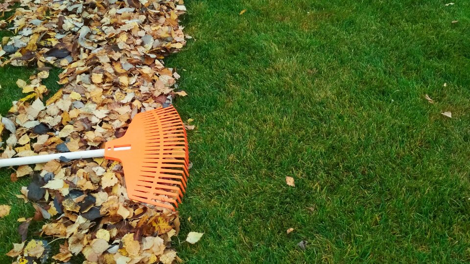 Rake laying on a half-raked lawn
