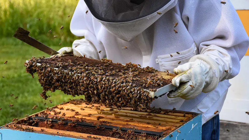 Beekeeper holding a hive frame.