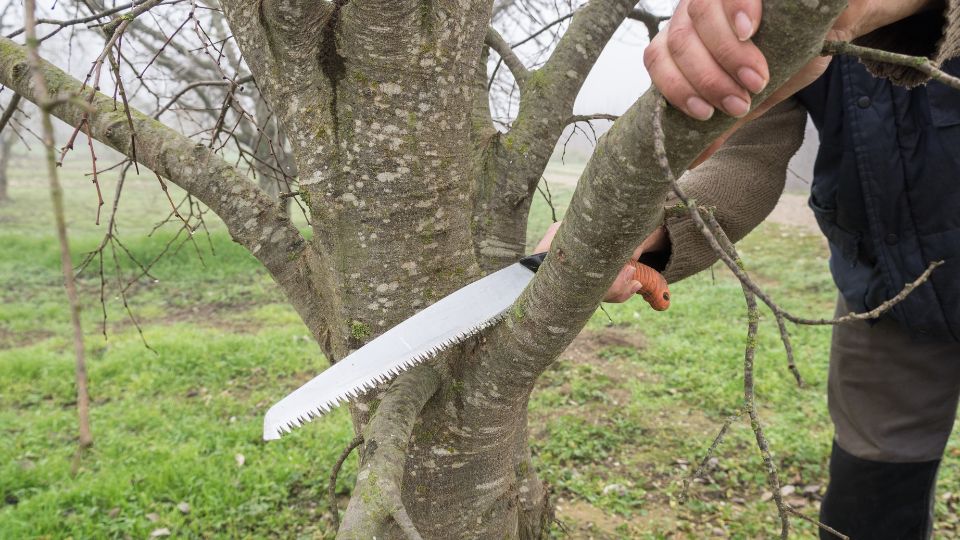 pruning a peach tree