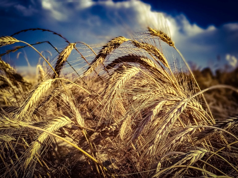 organic wheat in a field