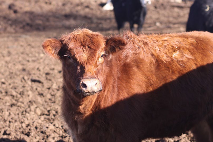 A brown cow in a dirt feild