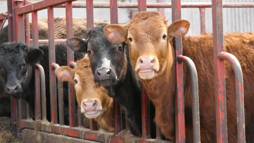 Several cows of different colors stand closely together behind red metal feeding rails in a livestock pen