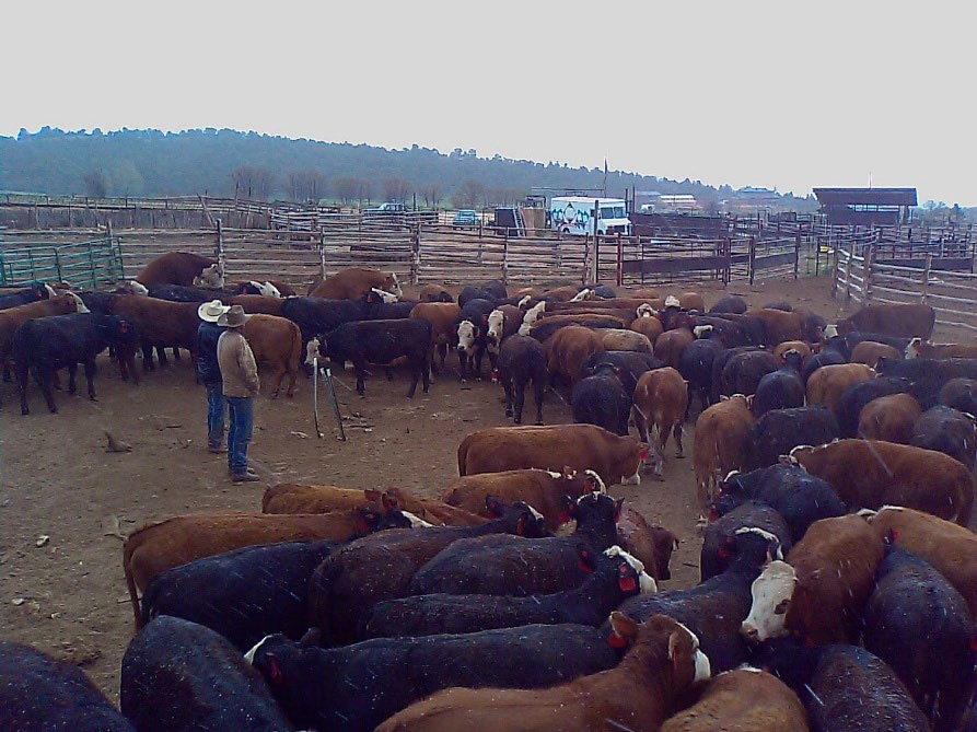 Herd of cattle in a pen