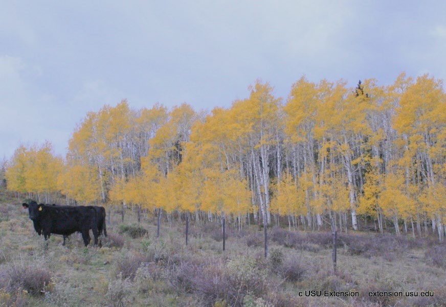 A cow standing in a feild with a background of trees with yellow leaves.