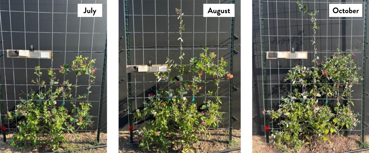Three side-by-side photos labeled July, August, and October show a Goldflame honeysuckle growing on a wire trellis over the summer. The plant appears smaller and less dense in July, shows increased growth and more flowering in August, and is fuller and more established with abundant foliage and blooms by October.