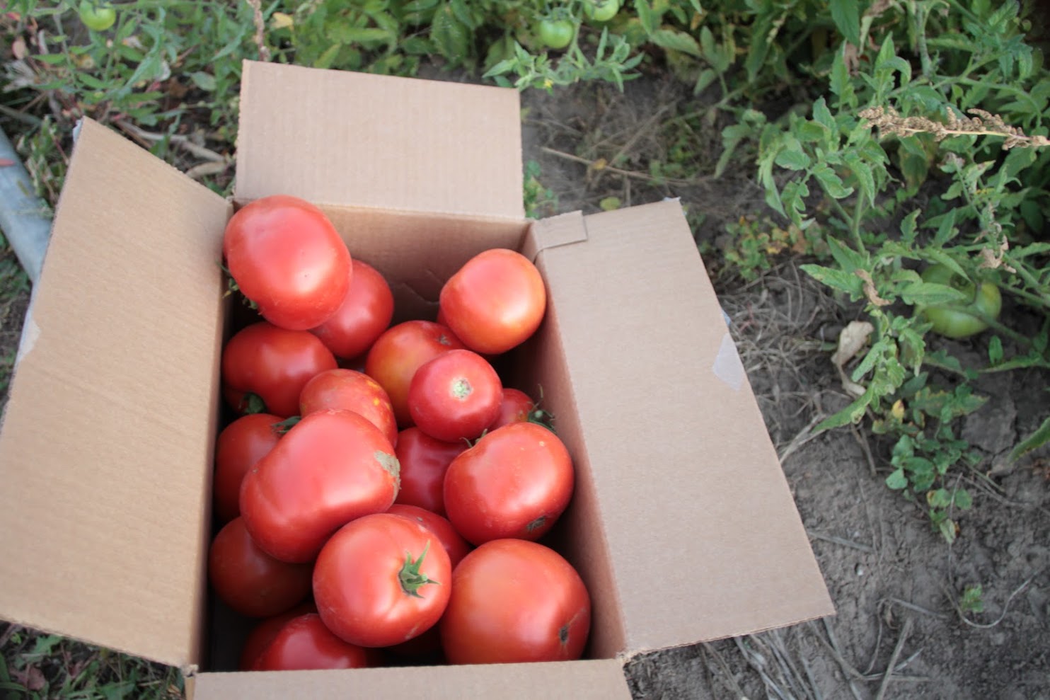 A box of red tomatoes.