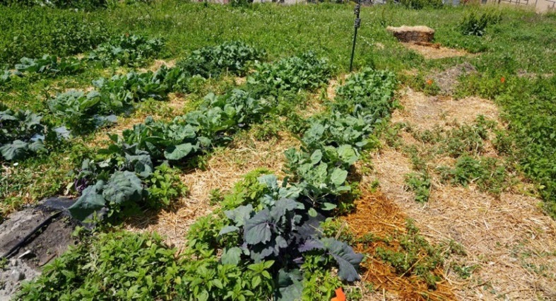 A garden with rows of produce.