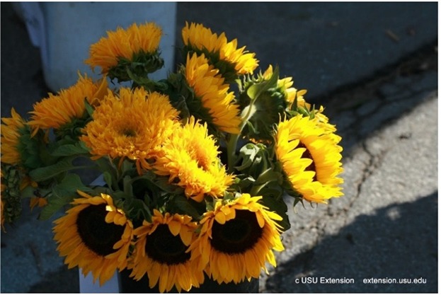 bouquet of sunflowers