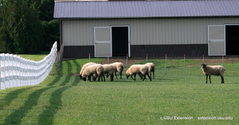 Sheep outside of a building on grass