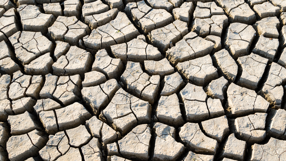 Planning for Drought: Practical Tips for Cow-Calf Producers