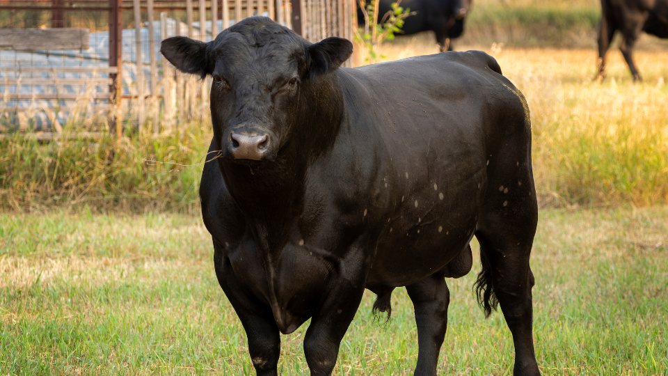 Bull Selection: Is Hybrid Vigor Alive and Well?