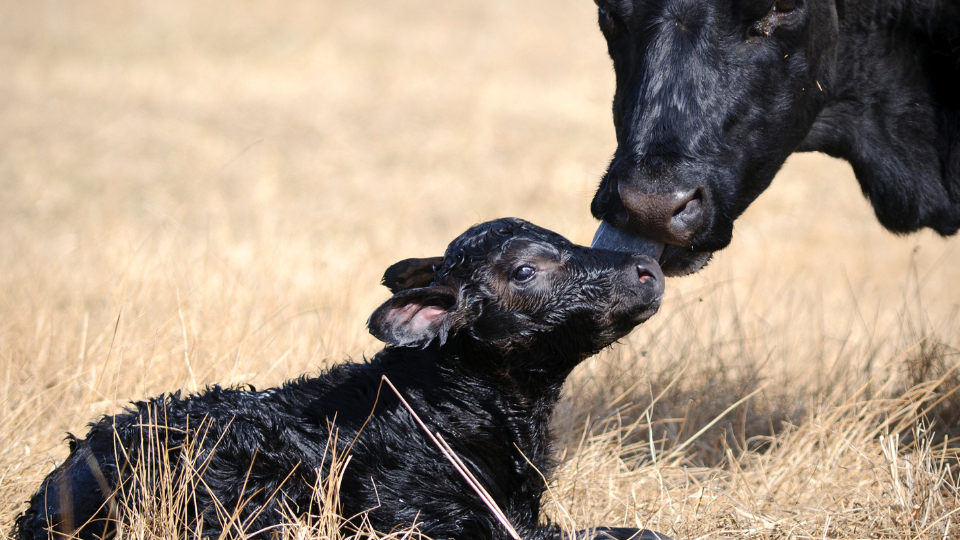 How Cow-Calf Producers Should Prepare for 2026