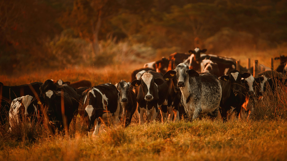 Much To Be Thankful For