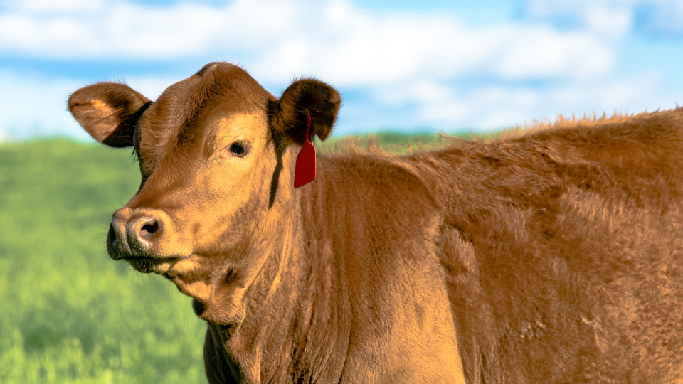 Can You Afford Replacement Heifers?