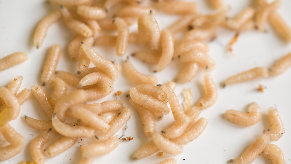 maggot