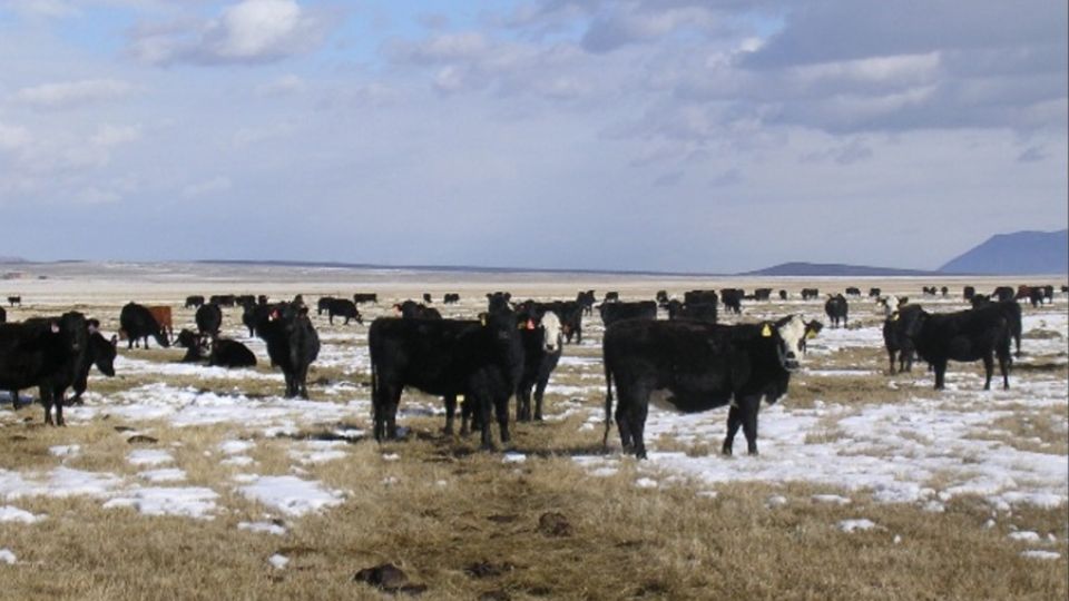 Cows in the winter