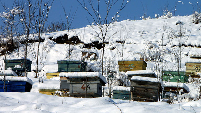 Hives in winter