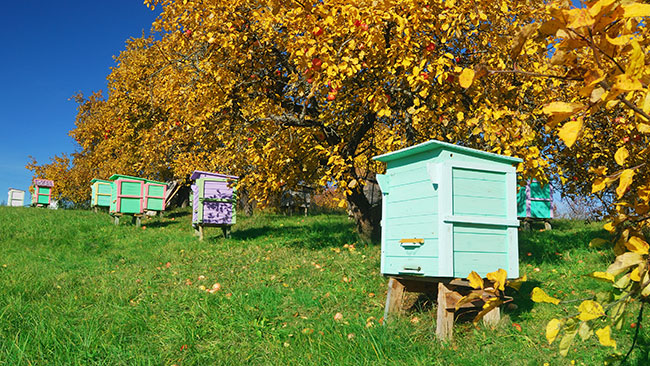 Hives in fall