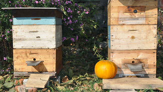 Hives in fall with pumpkin