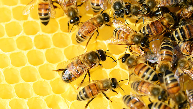Bees on honey comb