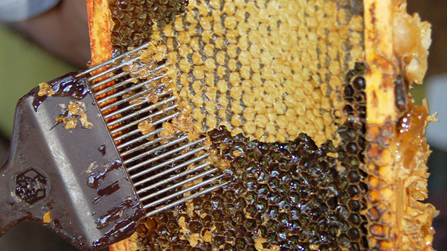 Combing honey