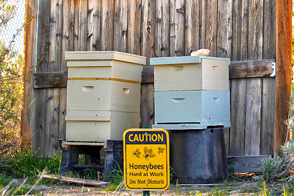 Hives at Thanksgiving Point