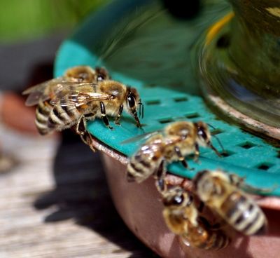 Bees surrounding a bait hive