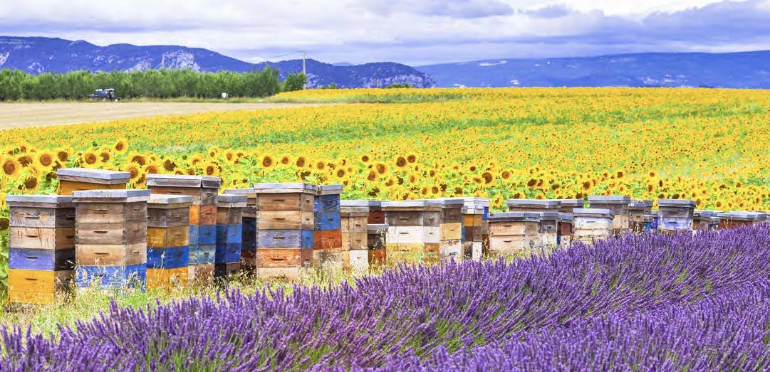 A farm field of flowers surrounding many box behives