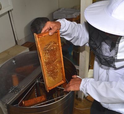 A person wearing a bee vail placing a honeycomb into an extractor. 
