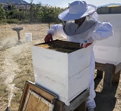 Person in protective bee gear accessing the inside of a beehive.