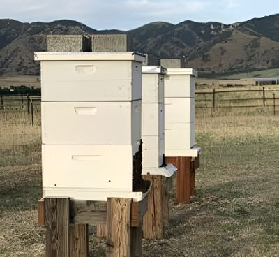 Upscalede man made beehives in a field with a mountian background