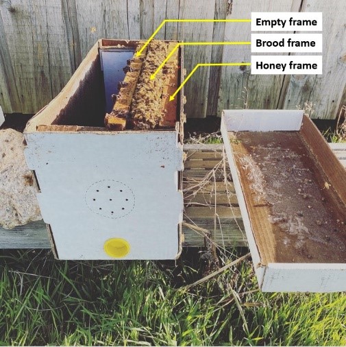 An egg is an item that can be used on your hive to hatch a new bee. Eggs  come in many different types, some offering chance…