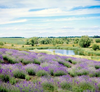 Purple flowers near a small body of water