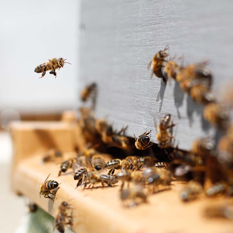 Bees at hive entrance