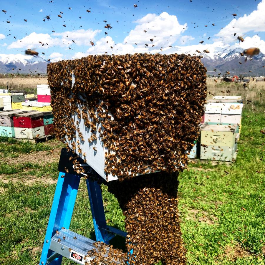 Captured swarm of Bees
