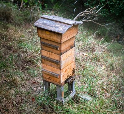 A wooden hive with a tall skinnier form
