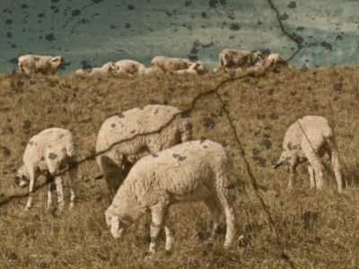 sheep on the home range
