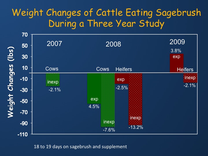 Weight Changes of Cattle Eating Sagebrush During a 3 year study