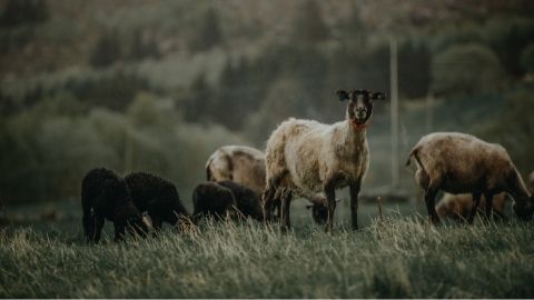 Christmasberry and Indigo: Natural Wormers For Goats