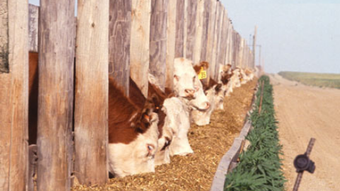 Behavior Depends on Consequences