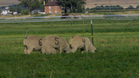 Toxins Influence Foraging