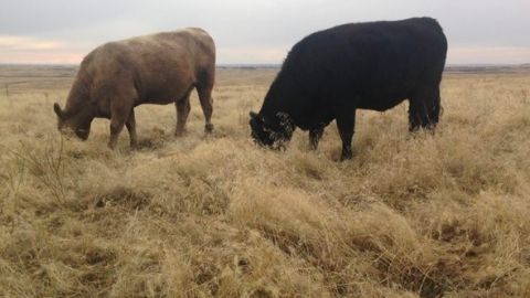 Medusahead Cattle Grazing