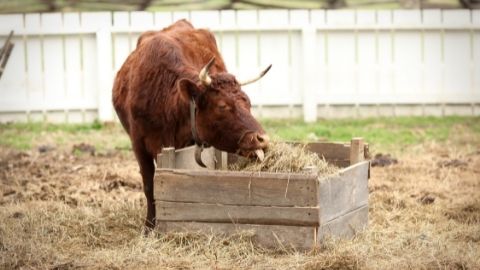 Introducing Animals to New Foods