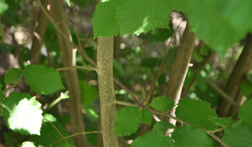 Close up of Contorted European Filbert bark