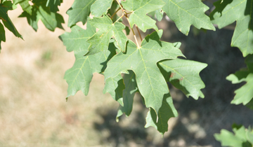 Close up of Bigtooth Maple leaf
