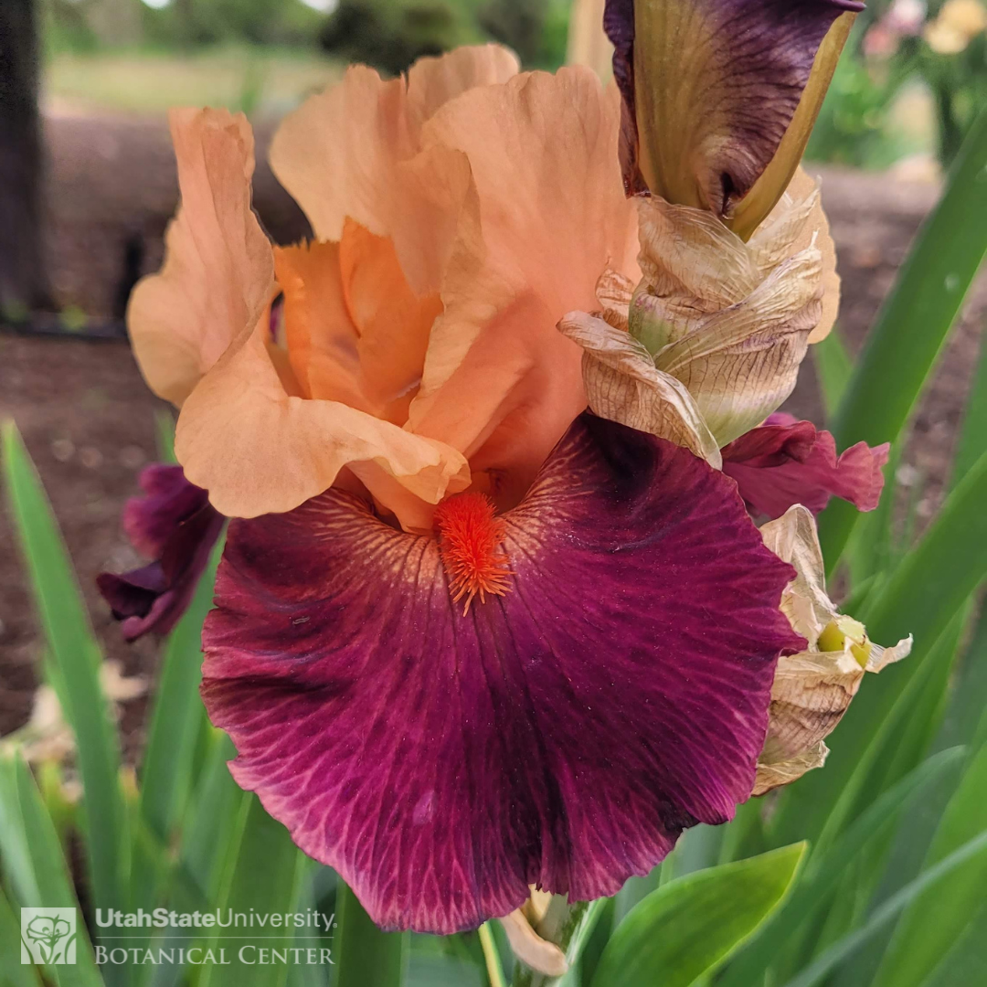 Burgundy and orange iris two-tone