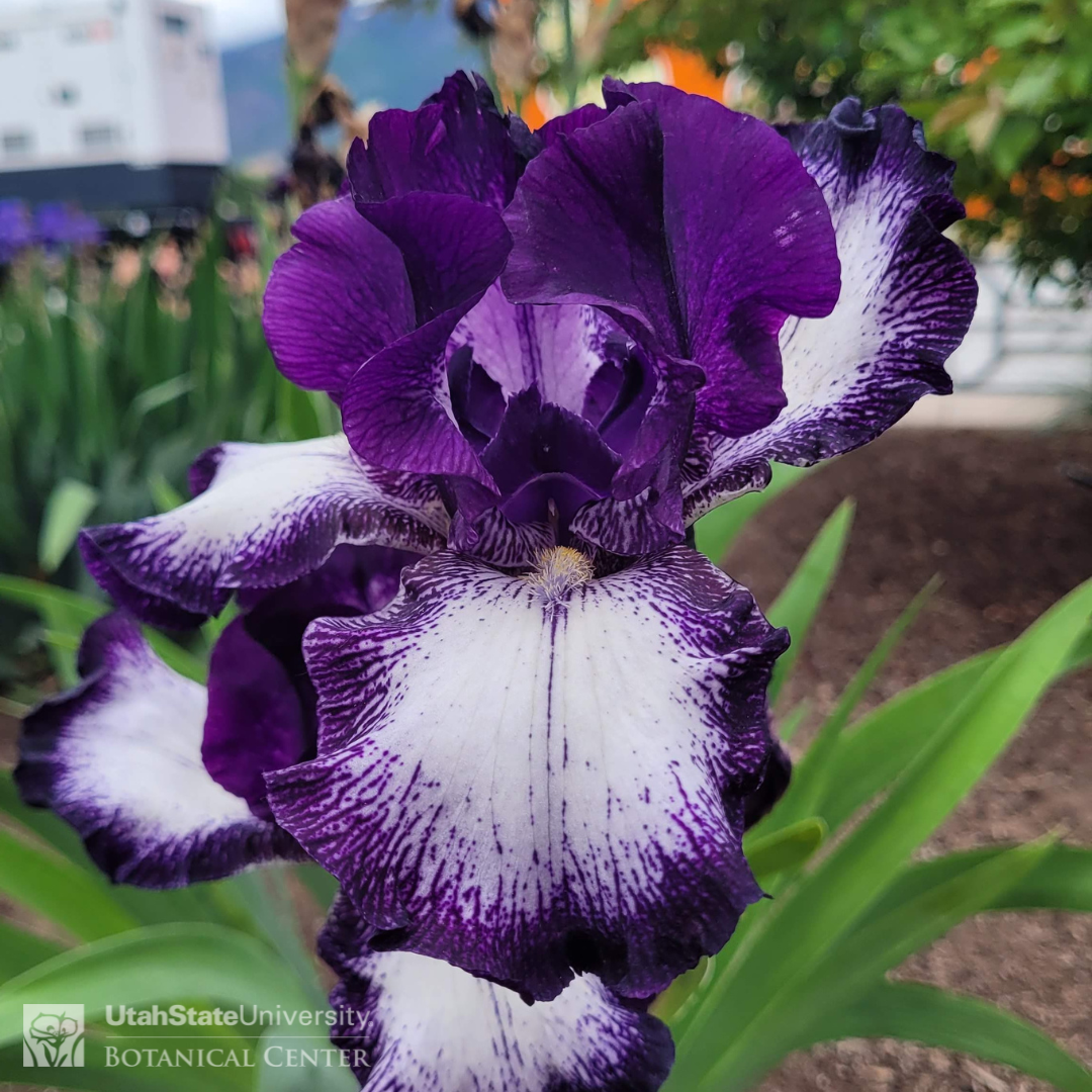 Purple iris with white falls lined in purple