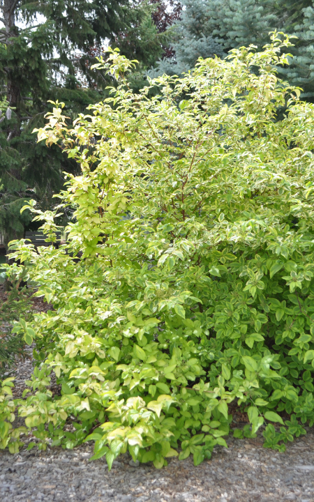 Hedgerows Gold Redoiser Dogwood